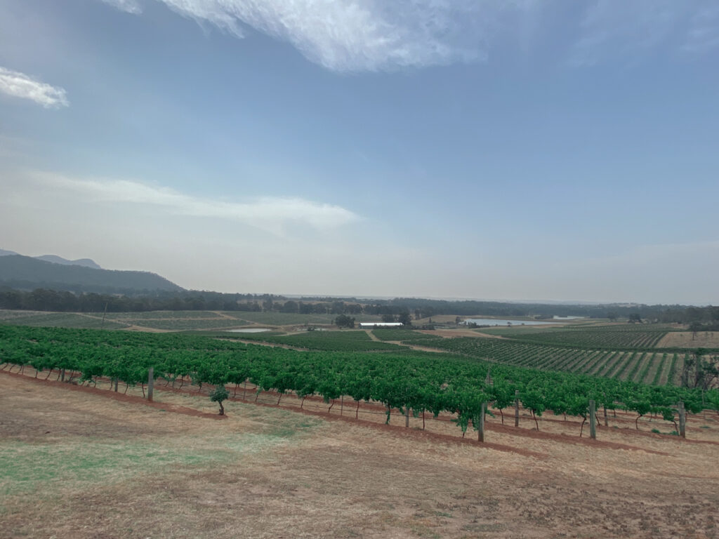 Vines viewed from atop a hill at Audrey Wilkinson wines.