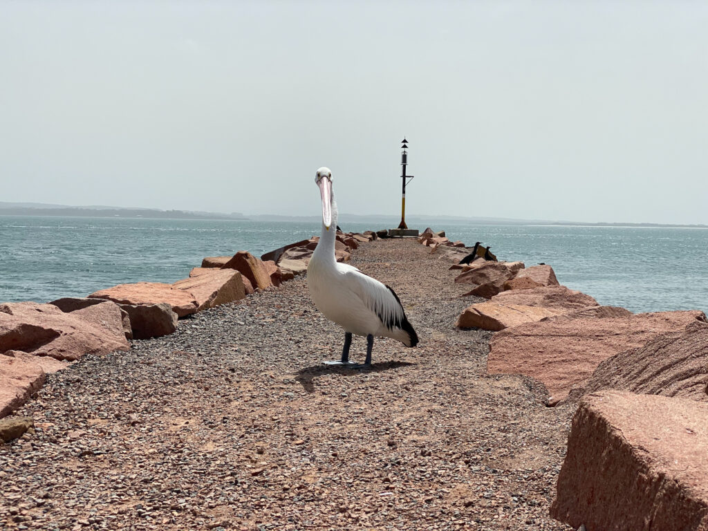 Anchorage Hotel Port Stephens wildlife